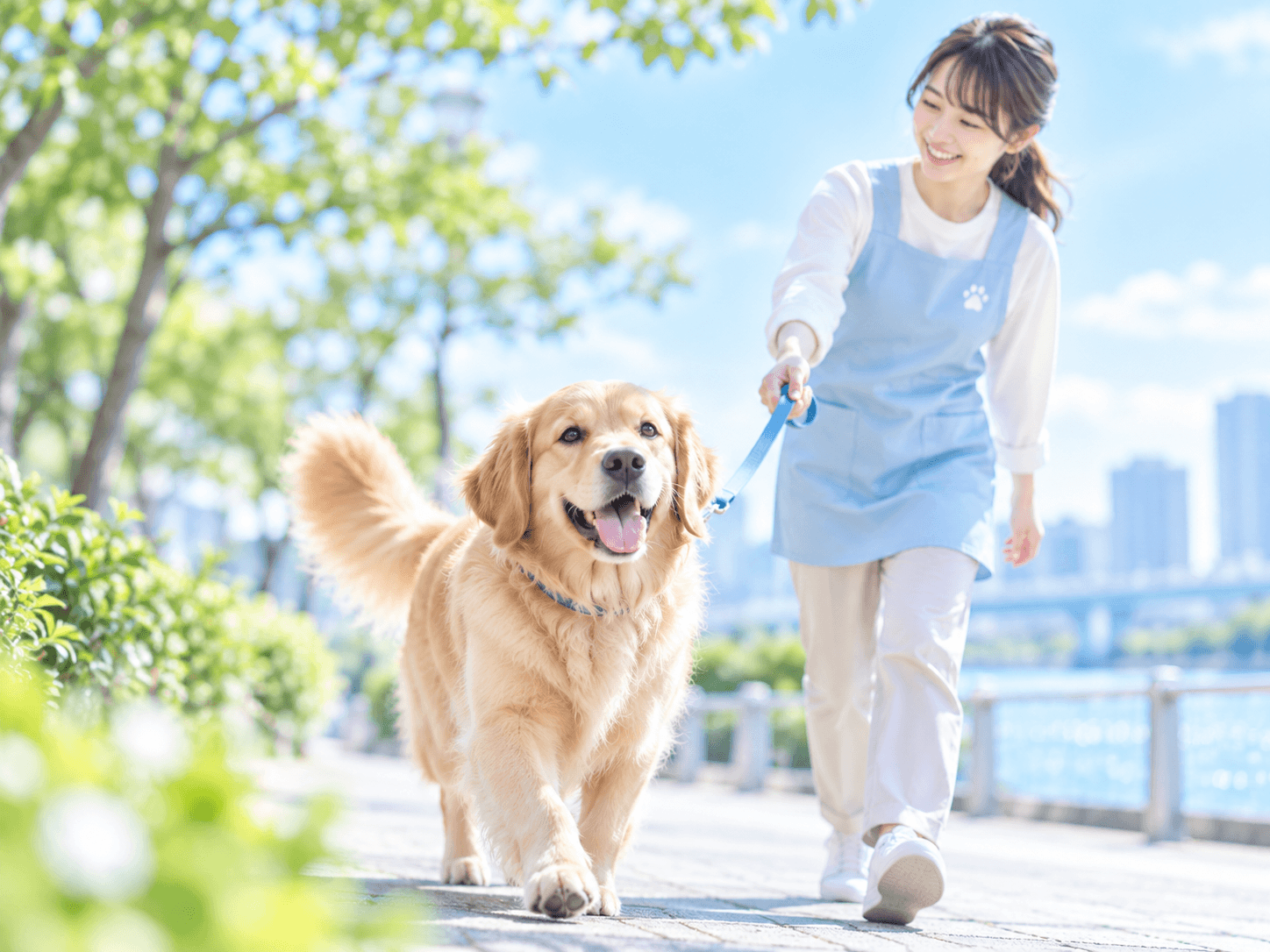 青空の下でゴールデンレトリバーを散歩させる女性シッター